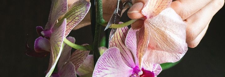 Eine verblühte Orchidee wird zurückgeschnitten.